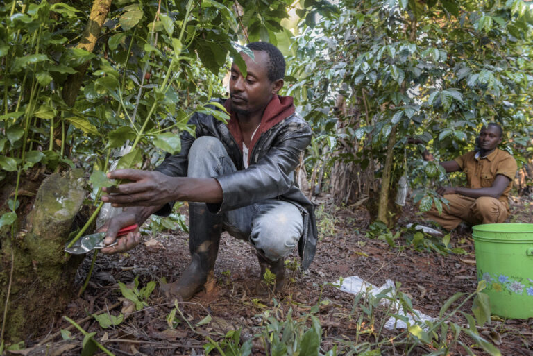 How Governance Strengthens Our Coffee Value Chain