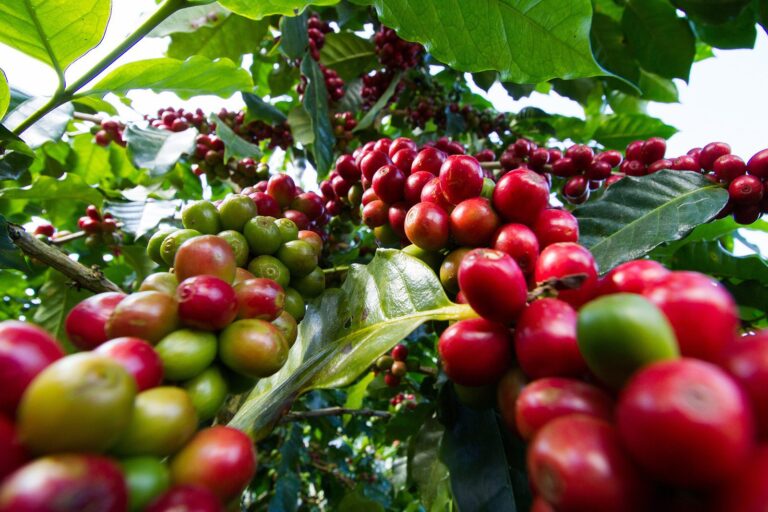 Economic Empowerment Through Coffee