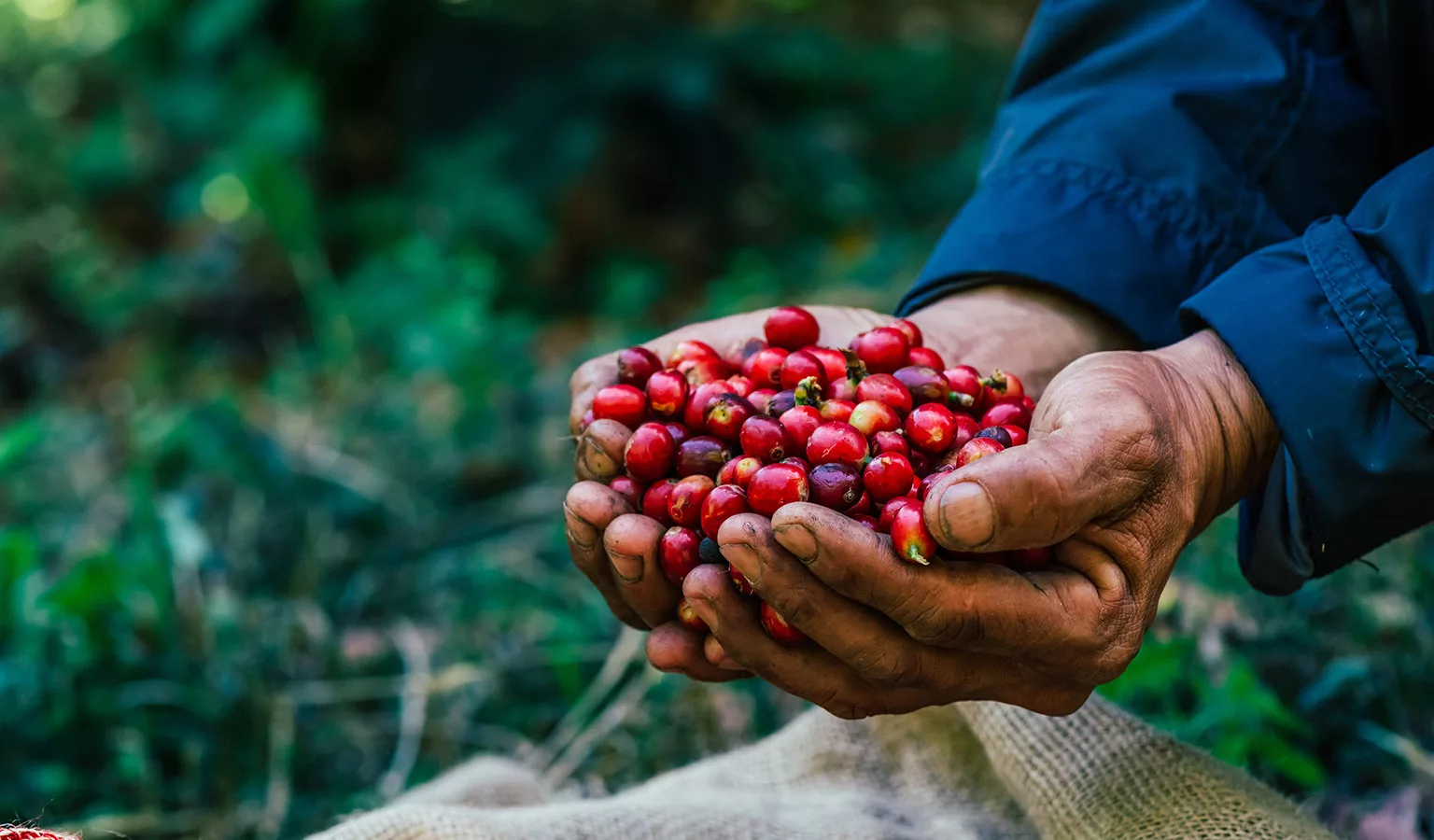coffee harvest